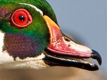 Wood Duck handheld supertelephoto