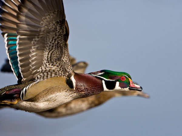 Wood Duck in flight
