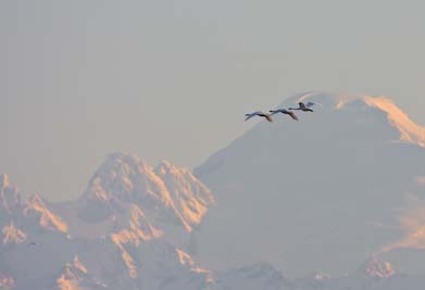 Trumpeter Swans, Mt. Baker