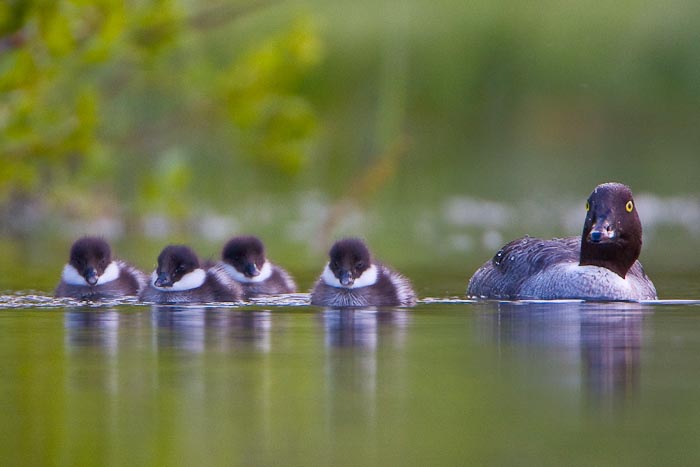Cropped image after move with clone tool