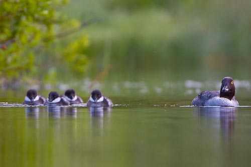 Common Goldeneye hen with ducklings