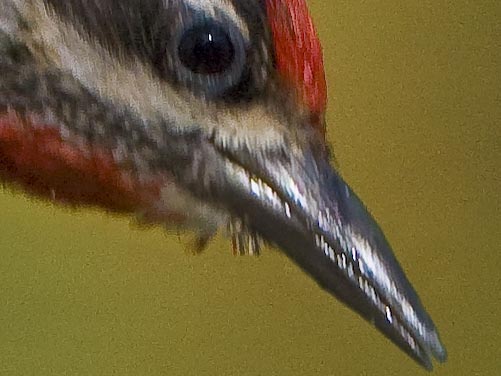 red-naped sapsucker bill
