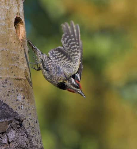 red-naped sapsucker