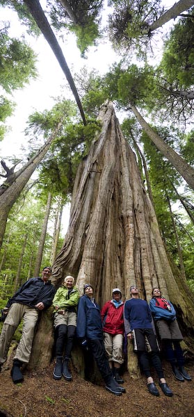 1000 year old cedar
