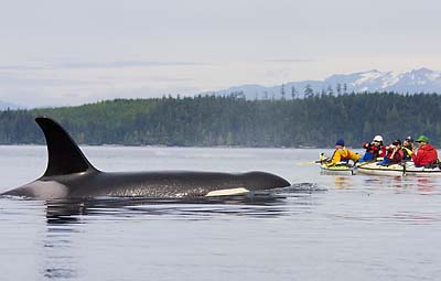 Female Orca Whale