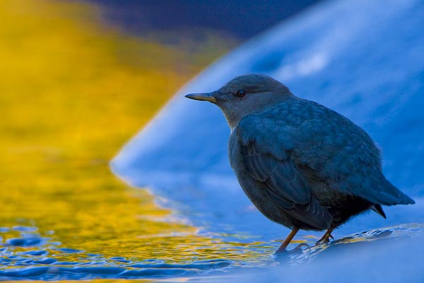 American Dipper