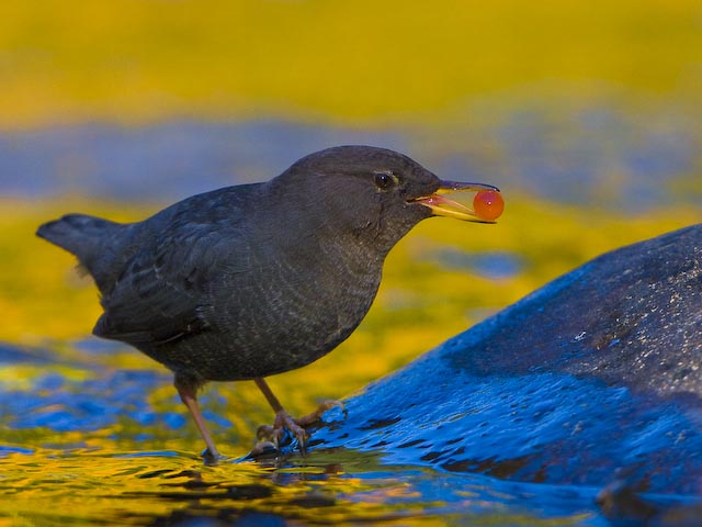 American Dipper with Salmon Egg