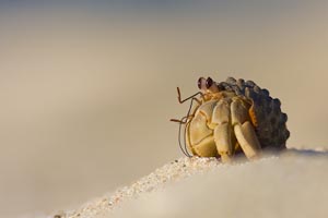 hermit crab