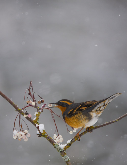 varied thrush vertical