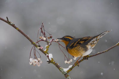 varied thrush horizontal
