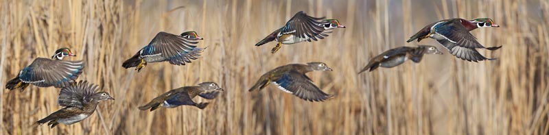 Wood ducks