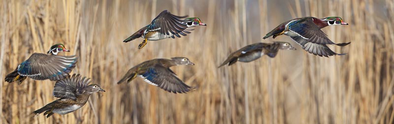 Wood Ducks