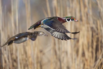 Wood ducks