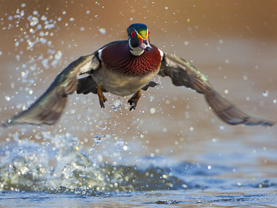 Wood Duck