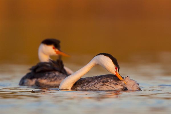 Clark's Grebe