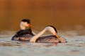 Clark's Grebes Clark's Grebes