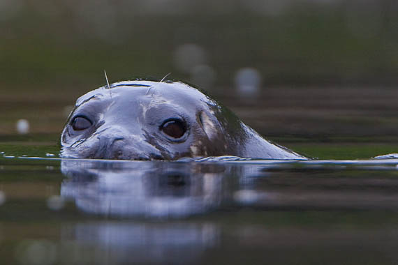 harbor seal