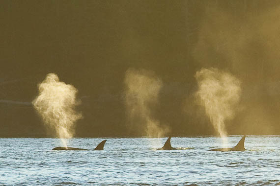 Orca