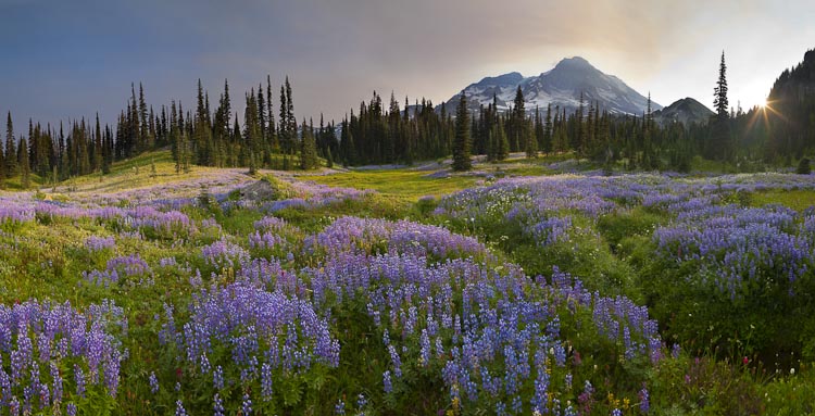 Indian Henry's at Mt. Rainier