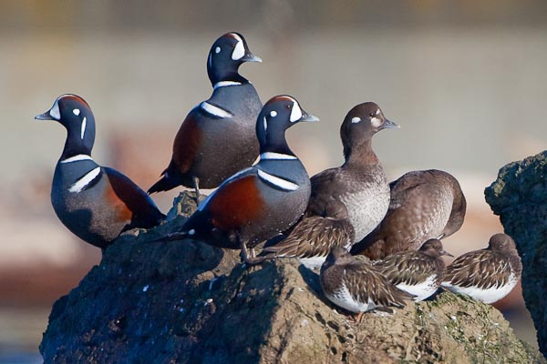 harlequin ducks and black turnstones