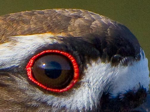Killdeer, 100% pixel crop