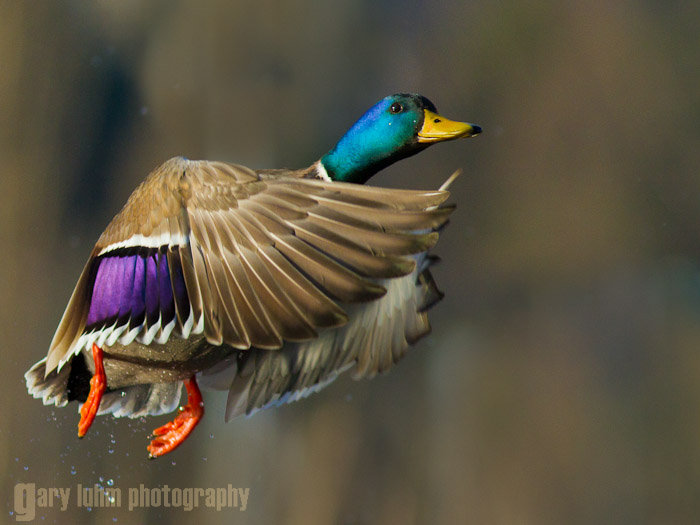 Mallard flight