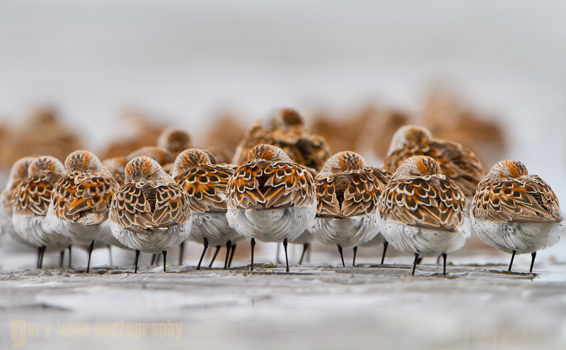 Western Sandpipers at Bottle Beach