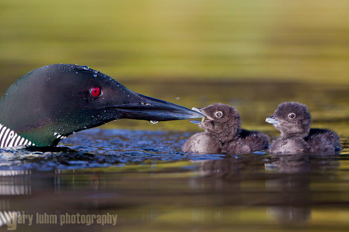 Common loon and chicks