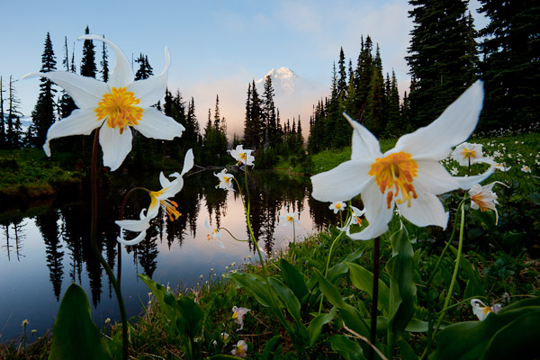 Indian Henry's Hunting Ground, Mt. Rainier National Park