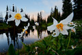 Indian Henry's Hunting Ground, Mt. Rainier National Park Indian Henry's Hunting Ground, Mt. Rainier National Park