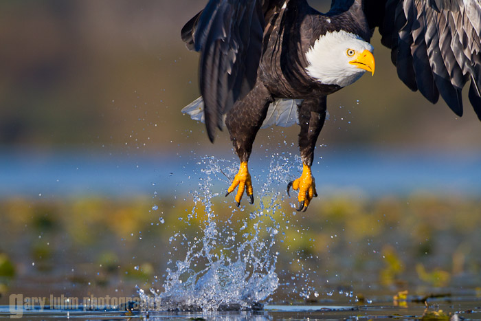 Bald Eagle lift off