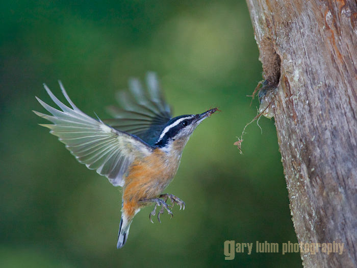 Red-brested Nuthatch at nest