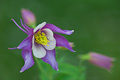 focus stacking focus stacking
