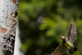 Williamson's Sapsucker Williamson's Sapsucker