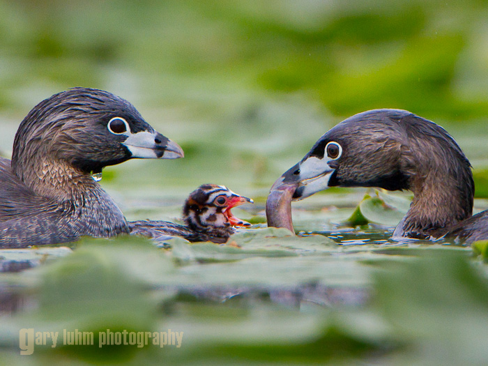Pied-billed Grebes and chick