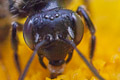 reverse lens stacking macro reverse lens stacking macro