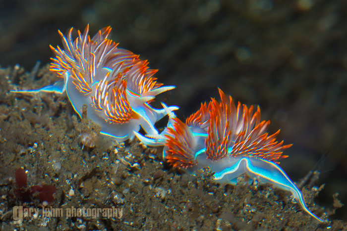 Nudibranch Hermissenda Crassicornis