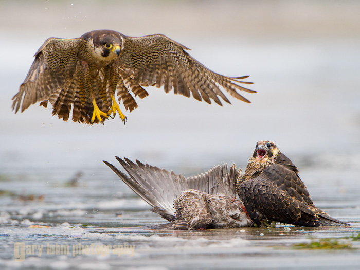 peregrine falcon, shi-shi beach, Olympic National Park