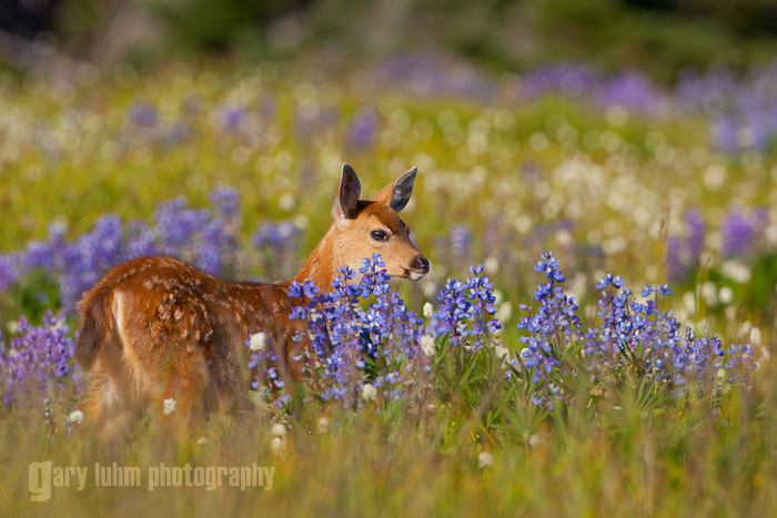 Fawn at Hurricane Ridge, Olympic National Park