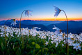 Avalanche Lily Avalanche Lily