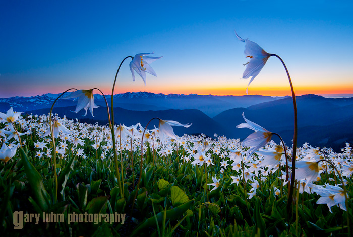 Avalanche Lily, Obstruction Point Road, Olympic National Park