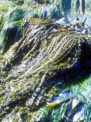 Kelp w/o polarizing filter