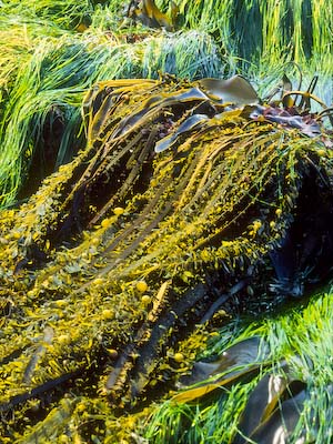 Kelp with polarizing filter