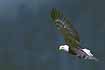 Dark-background Eagle