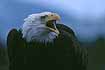 Sitka Eagle