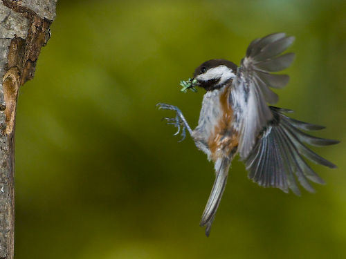 Chestnut-backed chickadee