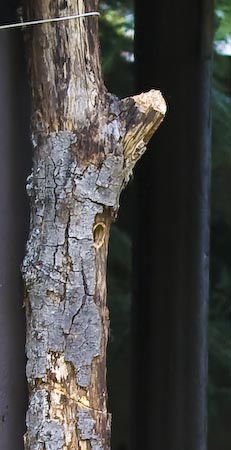 Nest hole