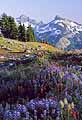 Paradise Wildflowers at Mt. Rainier National Park