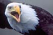 Bald Eagle, Baranof Island
