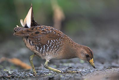 Sora